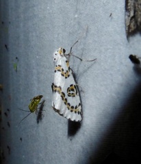 Philtraea elegantaria