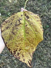 Catalpa bignonioides