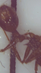 Aphaenogaster fulva