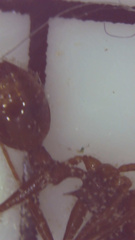 Aphaenogaster fulva