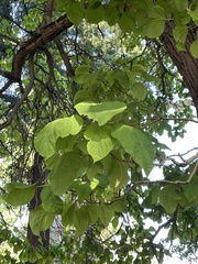 Catalpa bignonioides