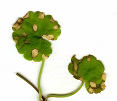 Ramularia glechomatis