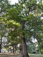 Catalpa bignonioides