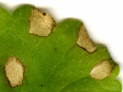 Ramularia glechomatis