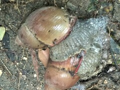 Megalobulimus oblongus