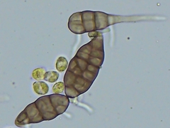Alternaria