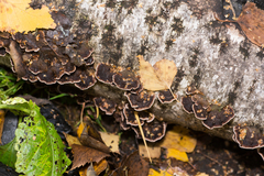 Chondrostereum purpureum