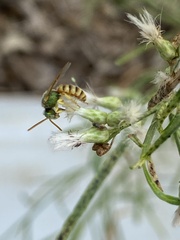 Agapostemon