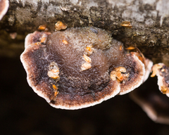 Chondrostereum purpureum