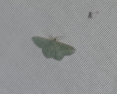 Chlorochlamys phyllinaria