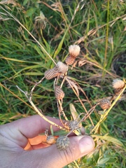 Cirsium arvense vestitum