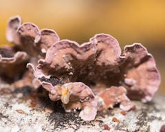 Chondrostereum purpureum