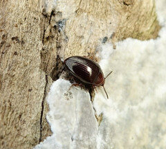 Scaphidema metallicum