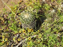 Echinofossulocactus crispatus