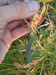 Cirsium arvense vestitum