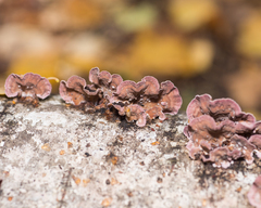 Chondrostereum purpureum