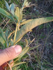 Cirsium arvense vestitum