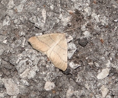 Drepanulatrix bifilata