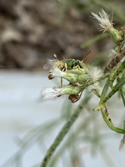 Agapostemon
