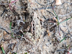 Discoglossus galganoi