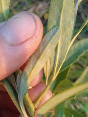 Cirsium arvense vestitum