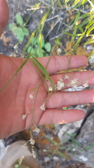 Iresine angustifolia