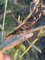 Cirsium arvense vestitum