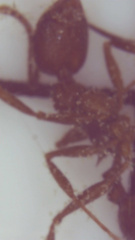 Aphaenogaster fulva