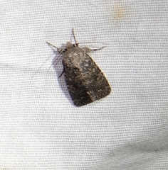 Protorthodes alfkenii