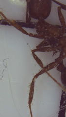 Aphaenogaster fulva