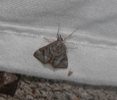 Pyraustini