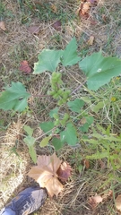 Ambrosiinae