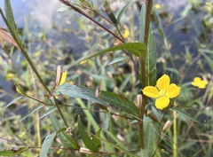 Ludwigia linearis