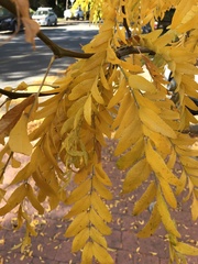 Gleditsia triacanthos