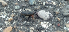 Sphenophorus parvulus