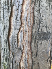 Gleditsia triacanthos