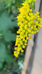 Solidago ulmifolia