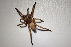 Gnaphosidae