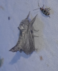 Inguromorpha itzalana