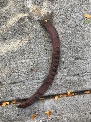 Gleditsia triacanthos