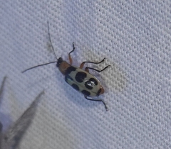 Paranapiacaba tricincta