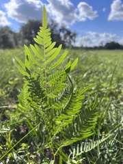 Pteridium aquilinum pseudocaudatum