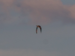 Bartramia longicauda