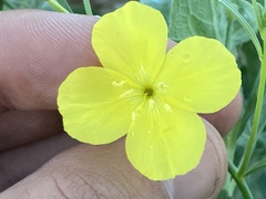 Eulobus crassifolius