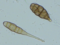 Alternaria