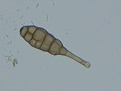 Alternaria