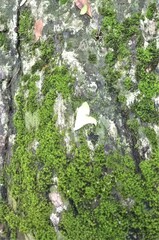 Dendrobates truncatus