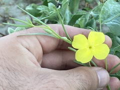 Eulobus crassifolius