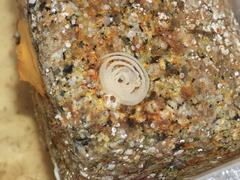 Gargamella immaculata