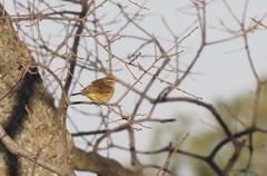 Setophaga palmarum hypochrysea